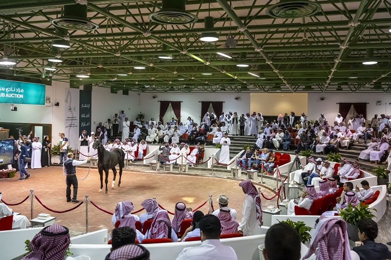 مزادات الخيل